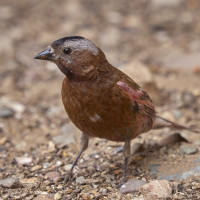 Gray-crowned Rosy-Finch